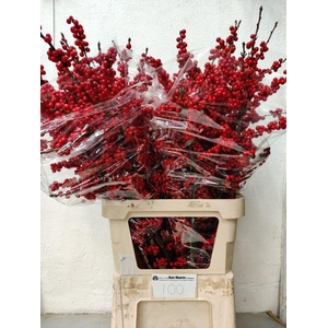 Ilex verticillata L10