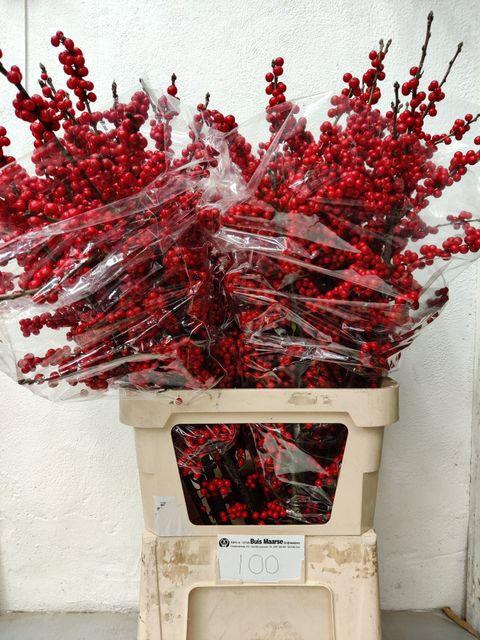 <h4>Ilex verticillata</h4>