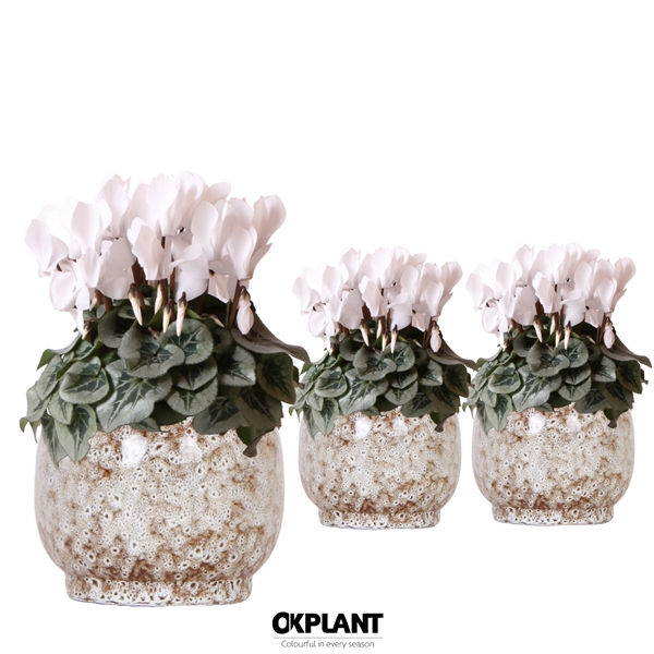 <h4>Cyclamen Rembrandt white in Safari pot</h4>