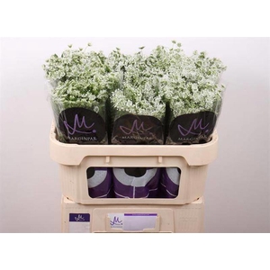 Ammi Graceland Fine Marginpar