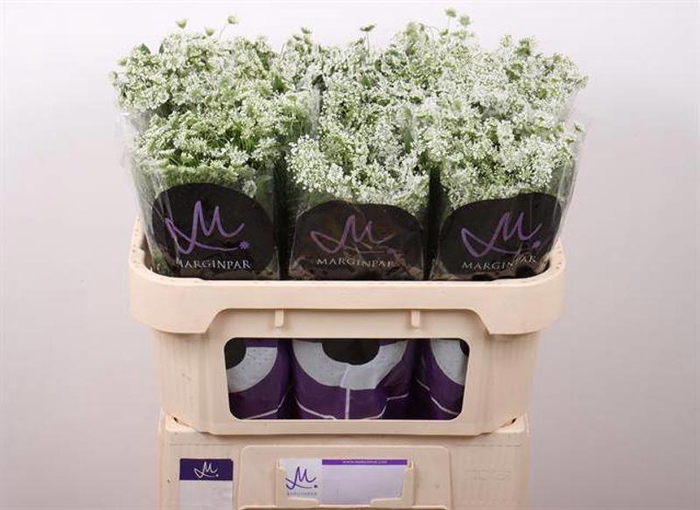 <h4>Ammi Graceland Fine Marginpar</h4>
