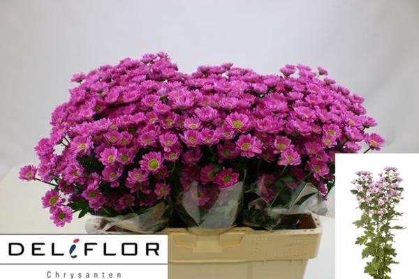 <h4>CHR SAN overig</h4>