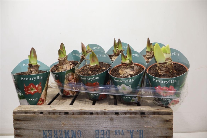 <h4>Hipp Gem 4 Srt</h4>