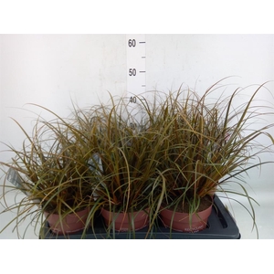 Uncinia rubra