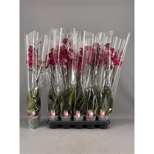 Phal Ov Rood 2 Branches 16+