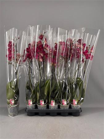 <h4>Phal Ov Rood 2 Branches 16+</h4>