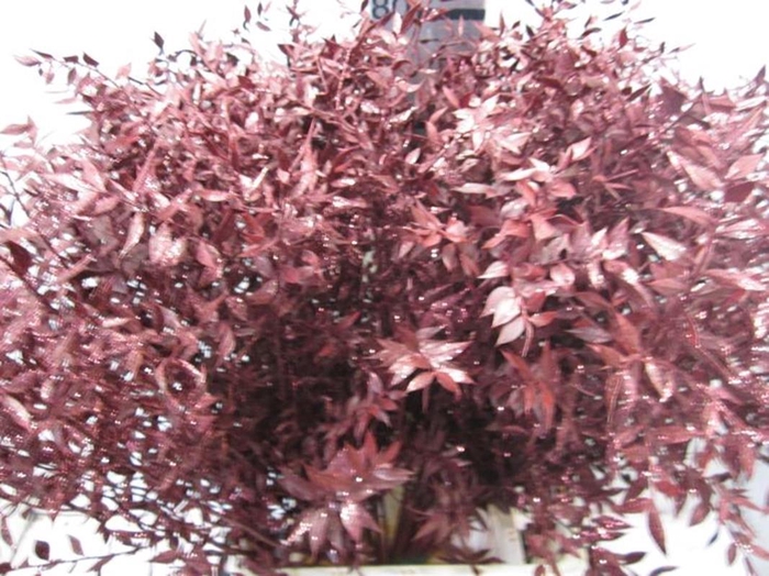 <h4>Ruscus Prik Bordeaux Glitter</h4>