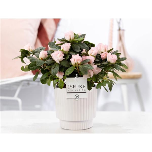 <h4>1st class Azalea pink in P&PURE Ivy ceramics shiny white</h4>