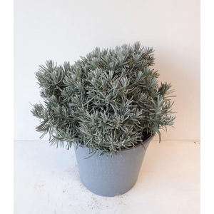 Helichrysum italicum