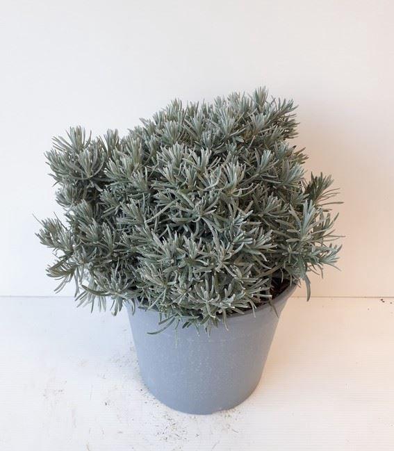 <h4>Helichrysum italicum</h4>