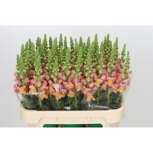 Antirrhinum majus Toulon Apricot