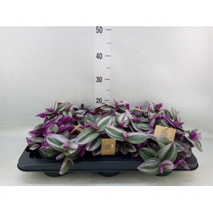 Tradescantia cerinth. 'Nanouk'