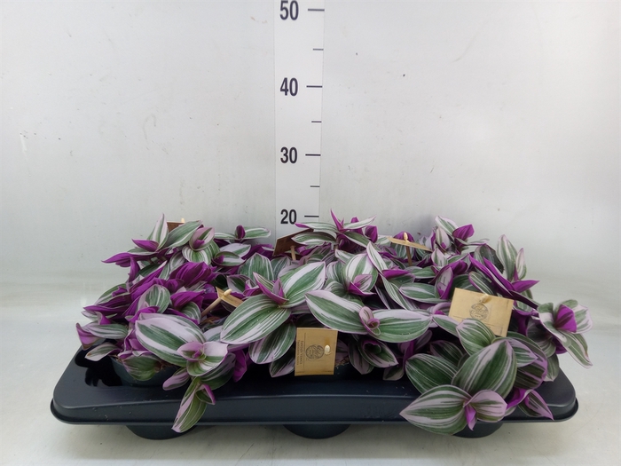 <h4>Tradescantia cerinth. 'Nanouk'</h4>