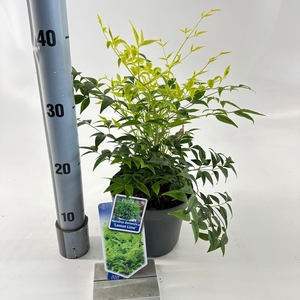 Nandina domestica Lemon & Lime ('Lemlim'PBR)