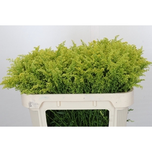 Solidago Tara Gold