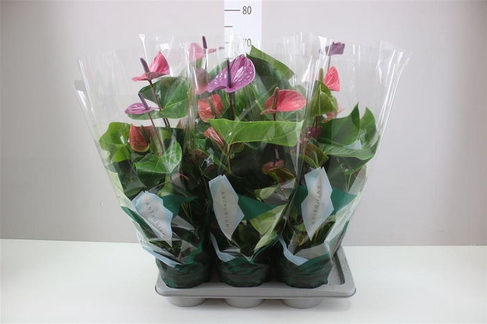 <h4>Anth An Cavalli</h4>