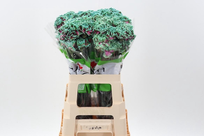 <h4>Di St Tinted Happy Cherries</h4>