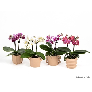 PHALAENOPSIS-HYBRID p6 E 4234