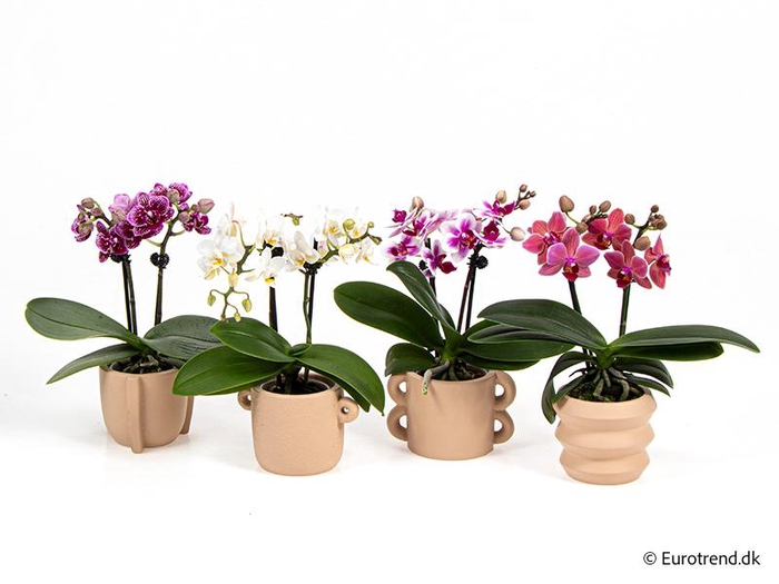 <h4>PHALAENOPSIS-HYBRID p6 E 4234</h4>