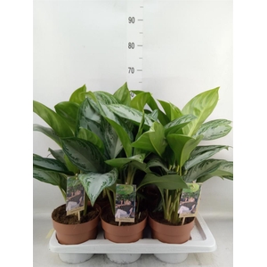 Aglaonema  'Silver Bay'