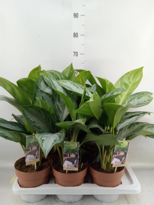 <h4>Aglaonema  'Silver Bay'</h4>