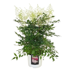 Astilbe ton sur ton White