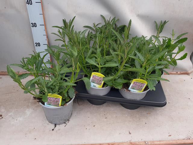 <h4>Verbena bonariensis</h4>
