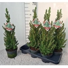 Picea Gl Conica