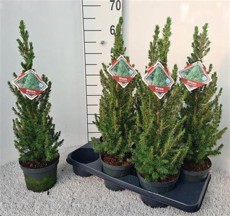 Picea Gl Conica