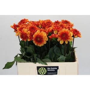 Dahlia American Sunset