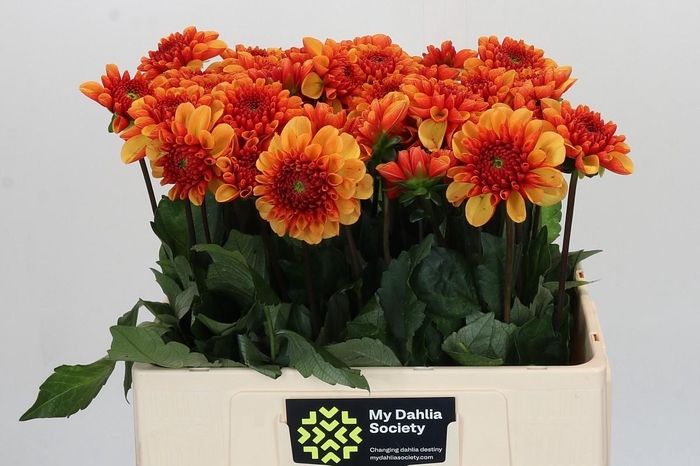 <h4>Dahlia American Sunset</h4>