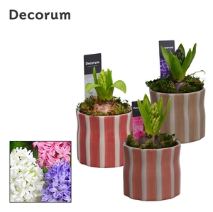 Hyacint Wavy Ceramic HL16290 [LOVELY COLORS]