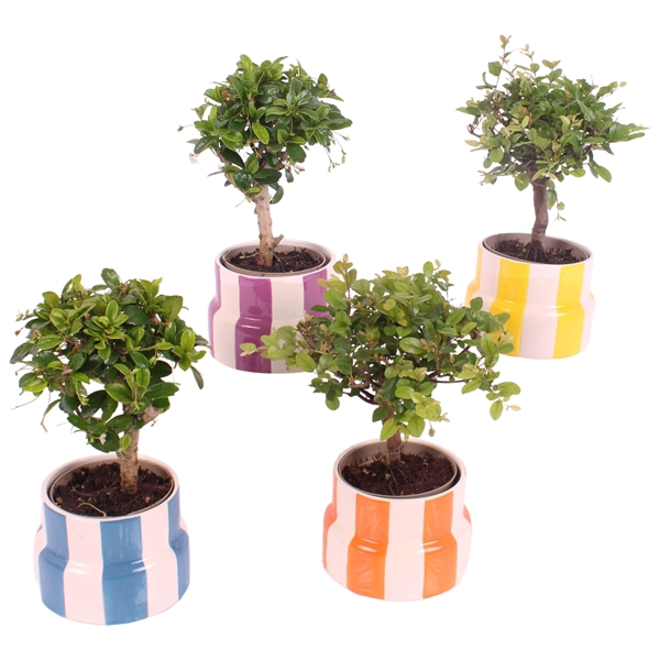 <h4>Bonsai Indoor Mix Ø 9cm Ball Shape in Ø12cm Ceramic EV563</h4>