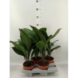 Aspidistra elat.