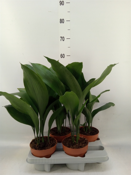 <h4>Aspidistra elat.</h4>