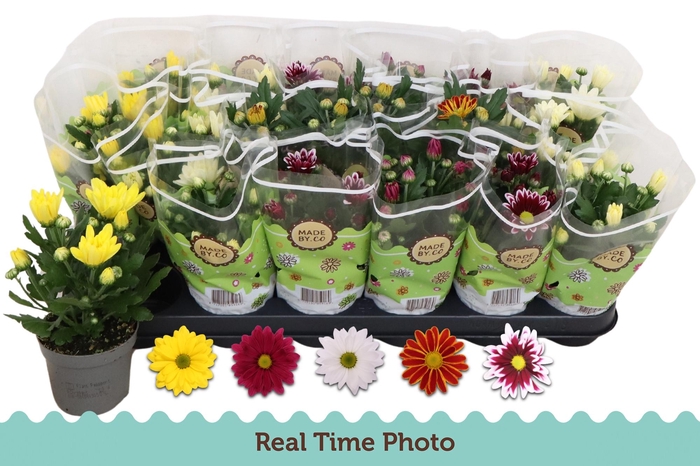 <h4>CHRYS GEM 5 KL</h4>