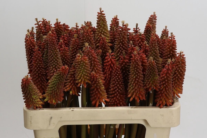 <h4>Kniphofia Alcazar</h4>