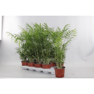 CHAMAED ELEGANS