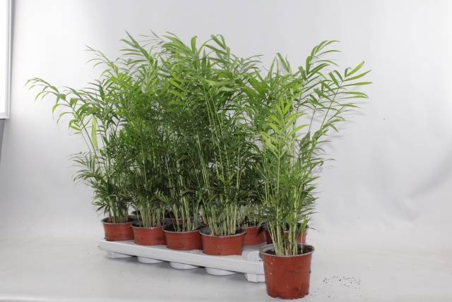 <h4>CHAMAED ELEGANS</h4>