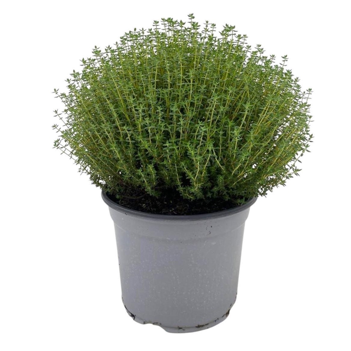 <h4>THYM VULGARIS</h4>