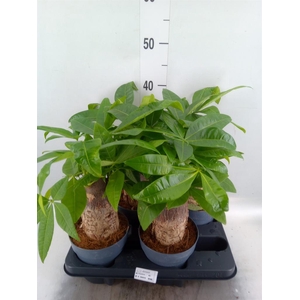 Pachira aquatica