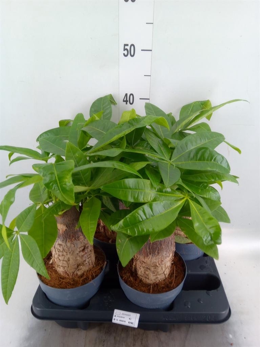 <h4>Pachira aquatica</h4>