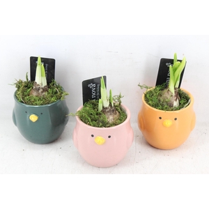 arr4 Narcis RN - Tweety birds