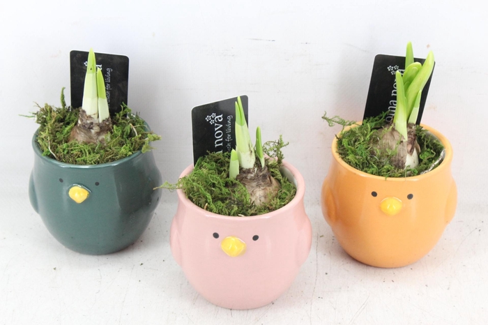 <h4>arr4 Narcis RN - Tweety birds</h4>