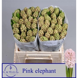 Hyac Pink Elephant