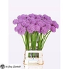 Allium Gladiator