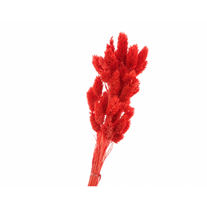 Dried Bleached Phalaris Red