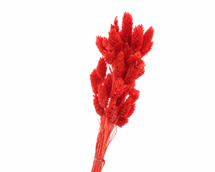 <h4>Dried Bleached Phalaris Red</h4>