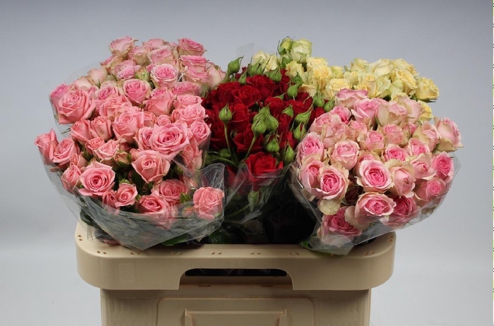 <h4>R TR GEM IN FUST</h4>