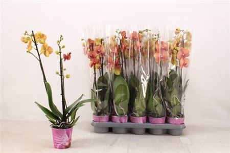 <h4>Phal Ov Orange 2 Branches 14+</h4>